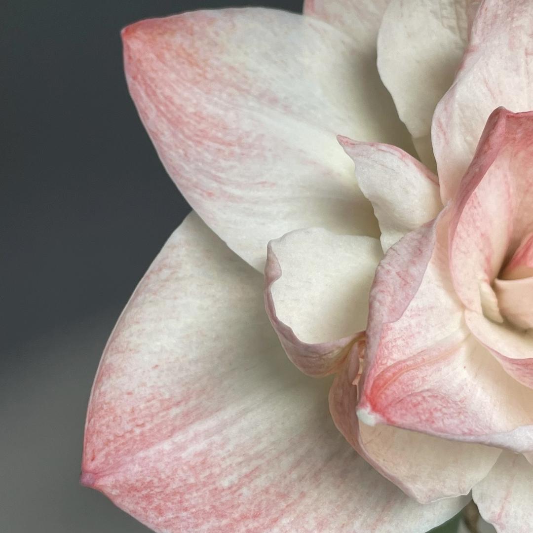 囍见兰园泰国秋石斛