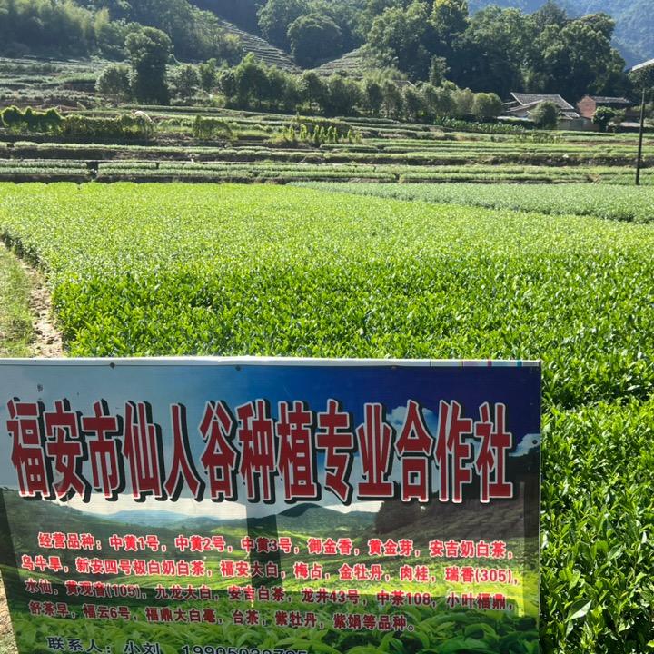 福安市仙人谷农业（福建茶苗）