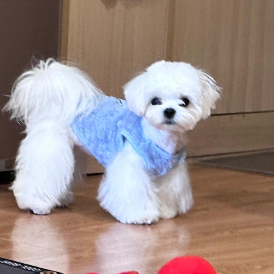 🍖元宝来福咯🥤