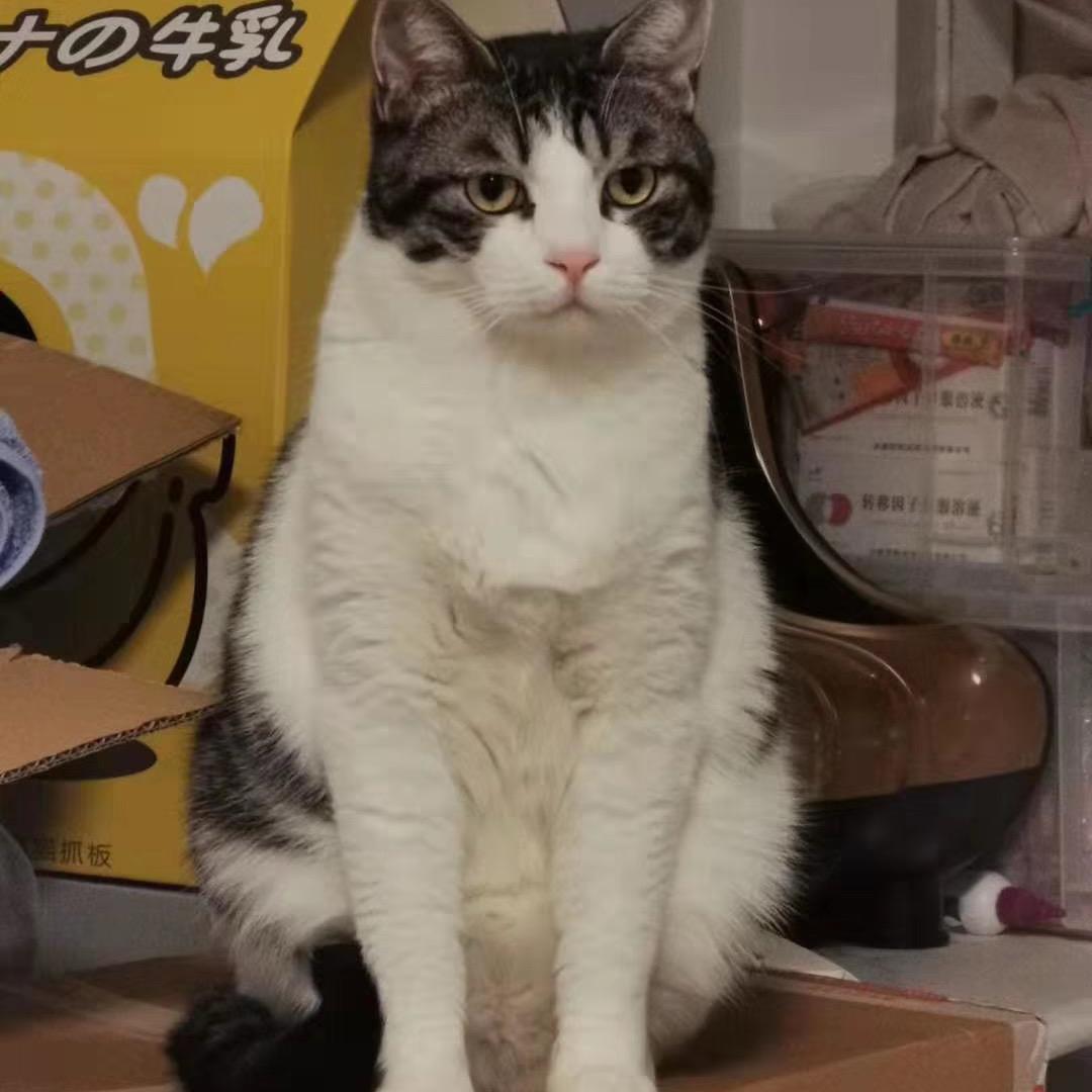半块腹肌