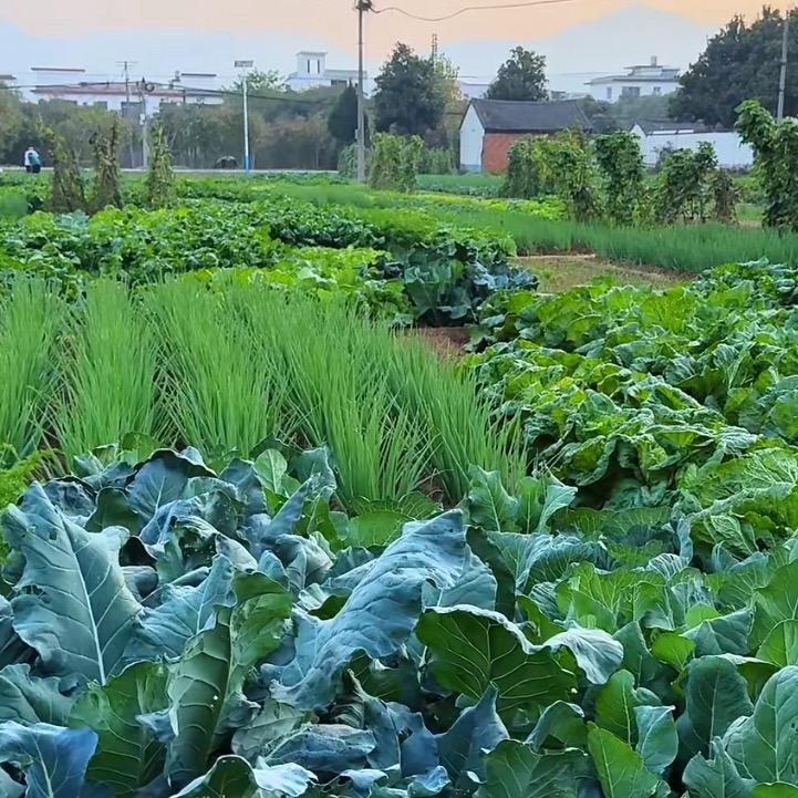除草源头厂家
