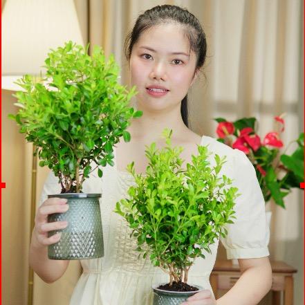 姐妹绿植基地