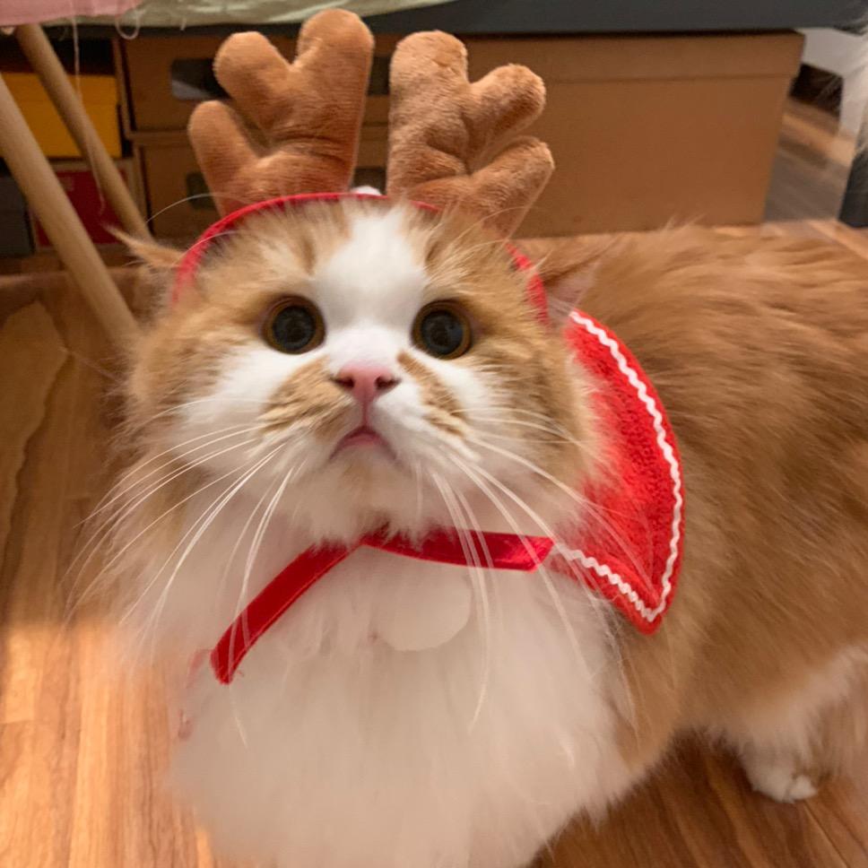 猫仔与旺仔