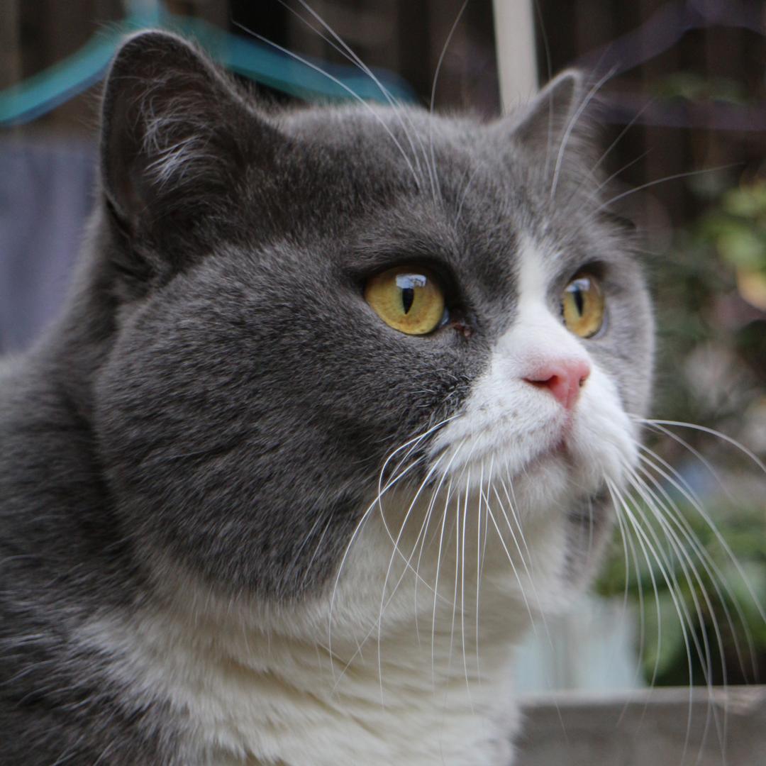 🌈你今日铲屎未🌈