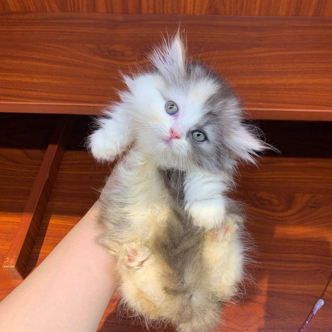 超可爱小猫直播号