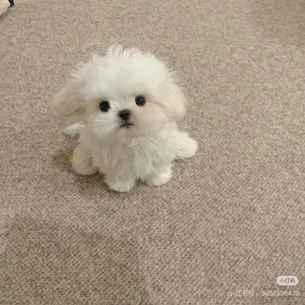 莓泥不行ʸᵃ.ʚʕ̯•͡˔•̯᷅ʔɞ