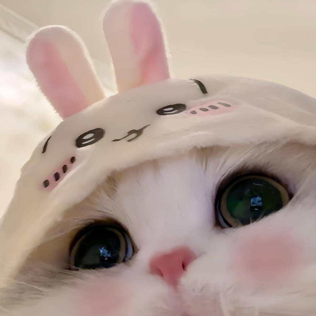 呆呆猫