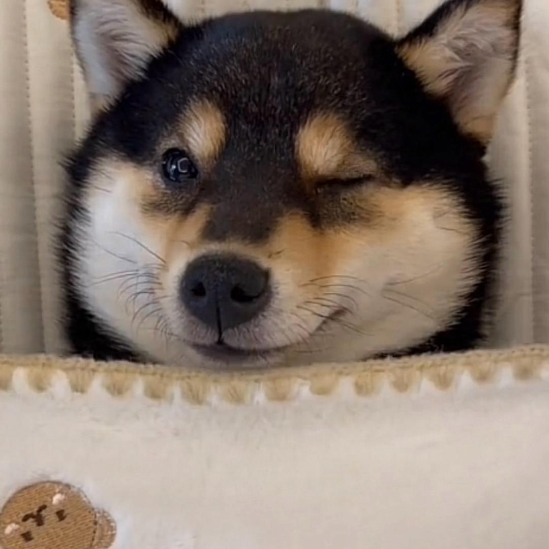 🍊橙子