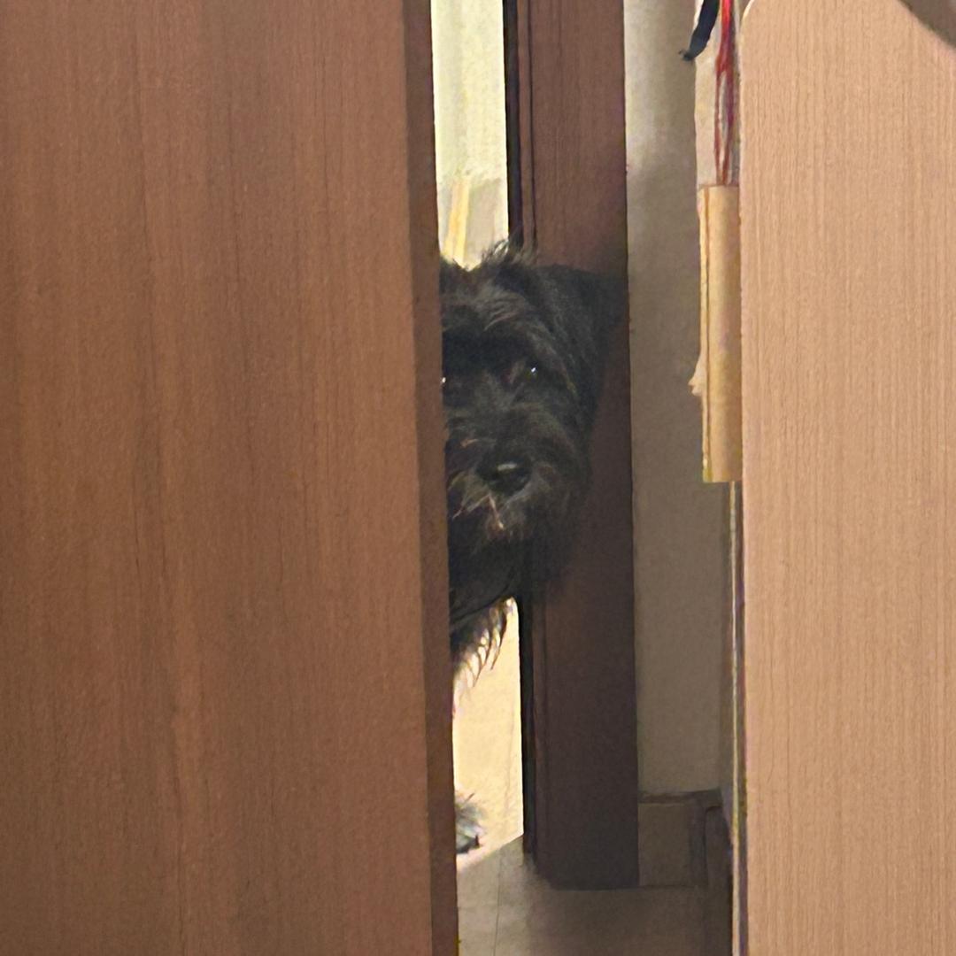 独秀没有板凳