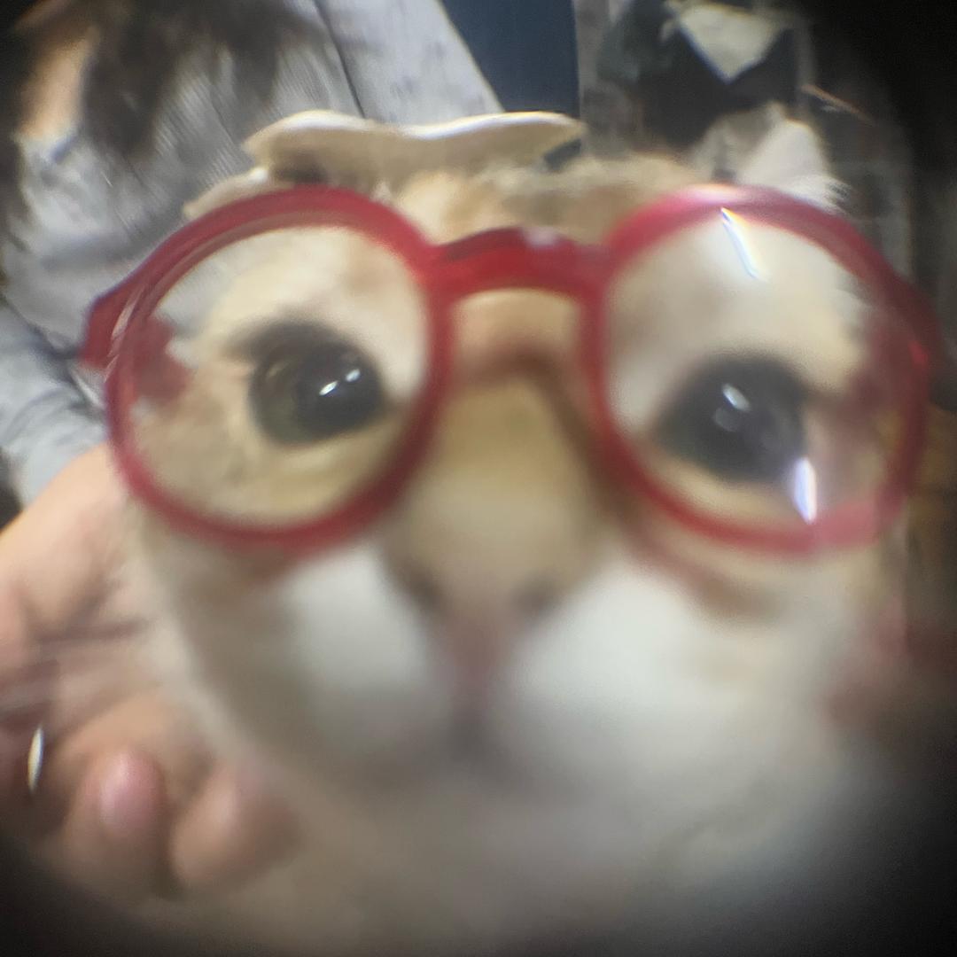 讨厌猫罐头