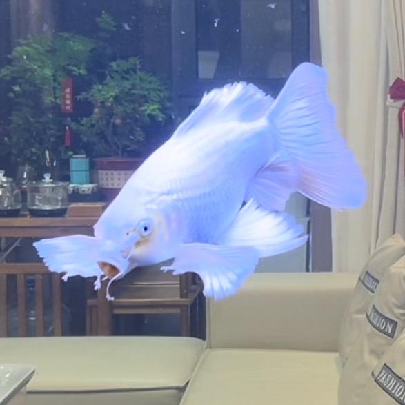 古龙蝴蝶鲤