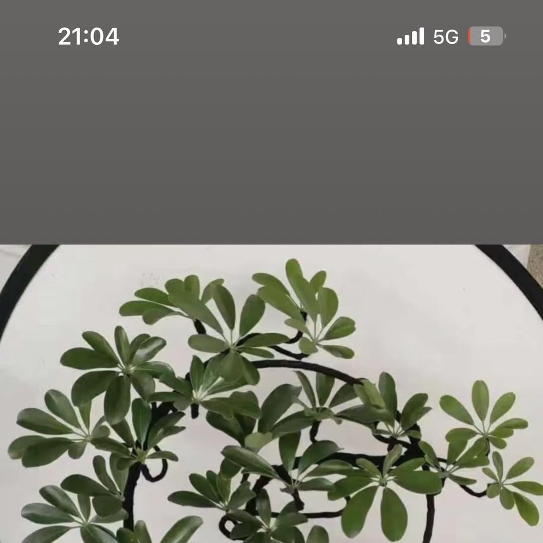 云云小花园