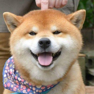 秋刀魚不过期