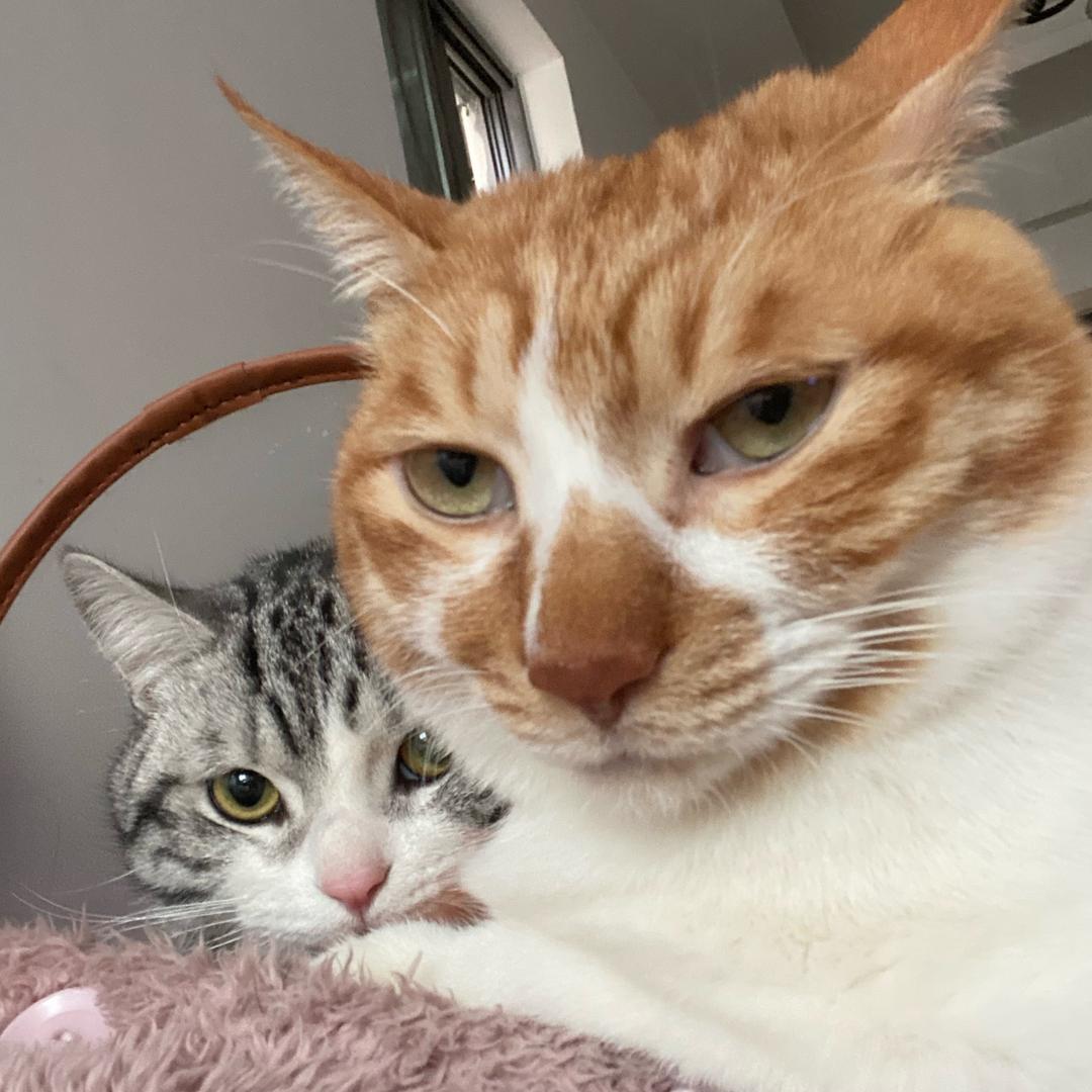 肥猫的逛吃日记