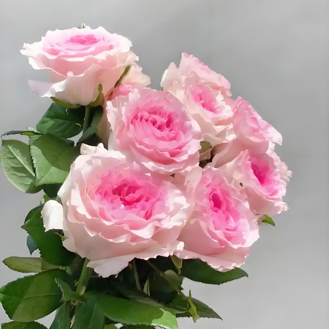 一山花卉
