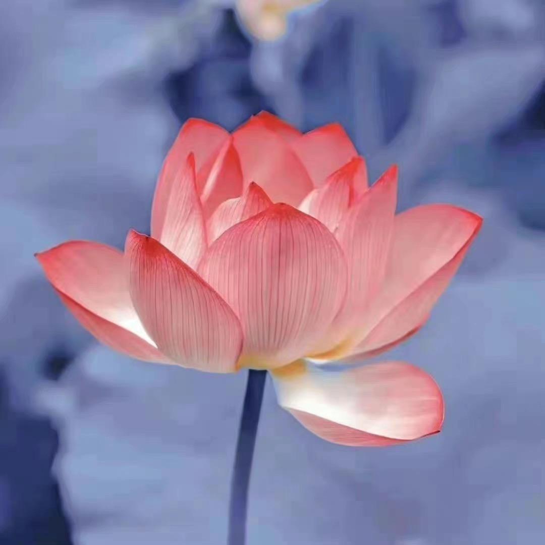小香碗🪷