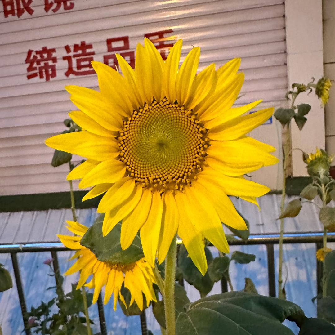 逝水流年🍀