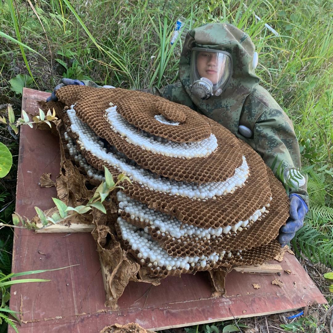 中蜂蜜小炜  ，