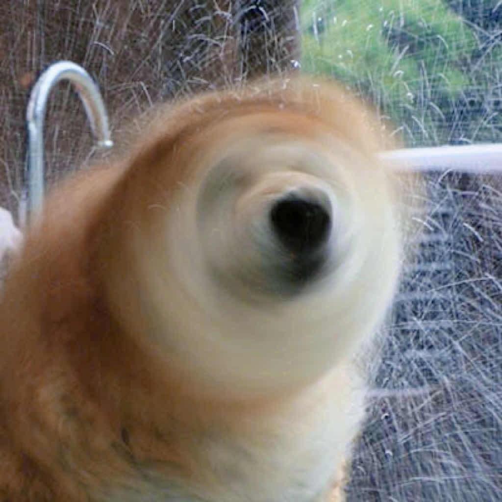秋