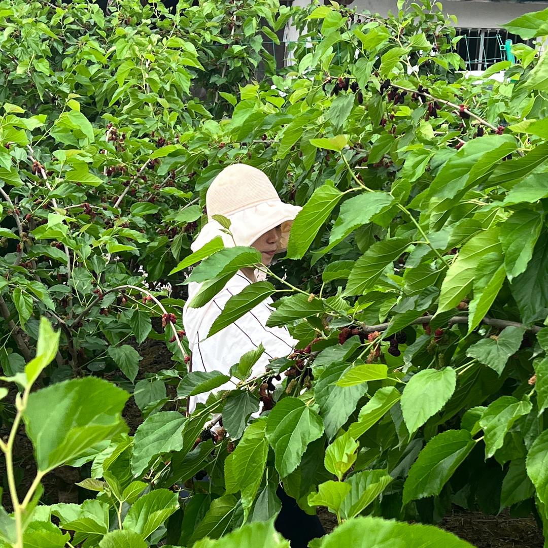 枝头鲜果🔥