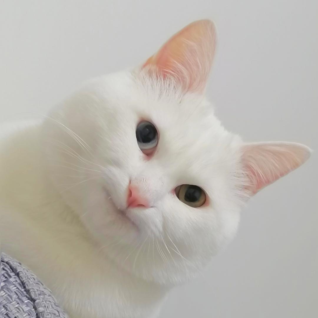 小耗子