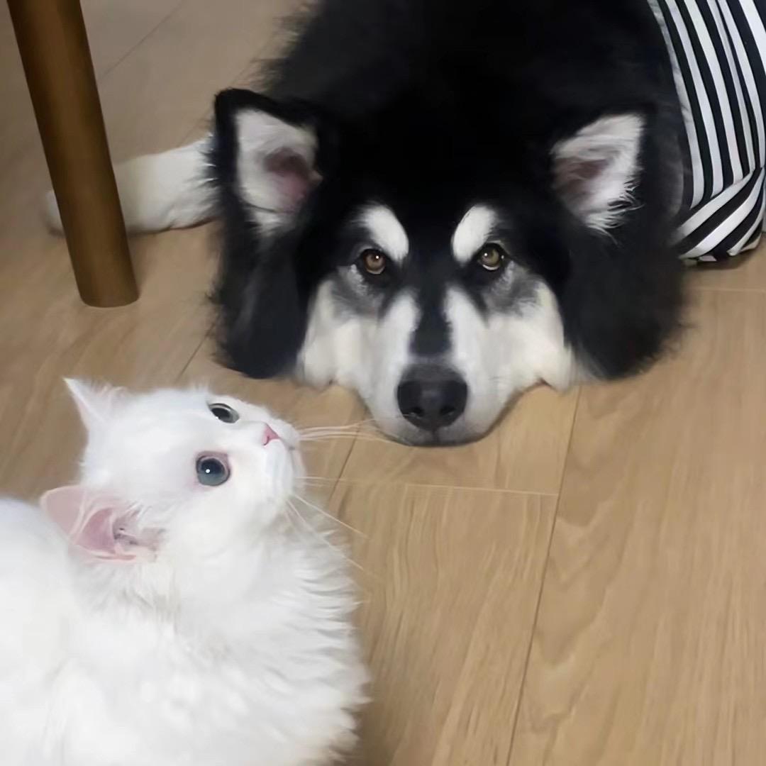 胖虎宠物甄选