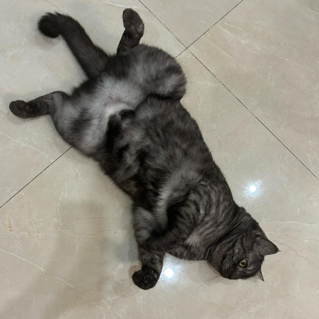 海椒是只猫