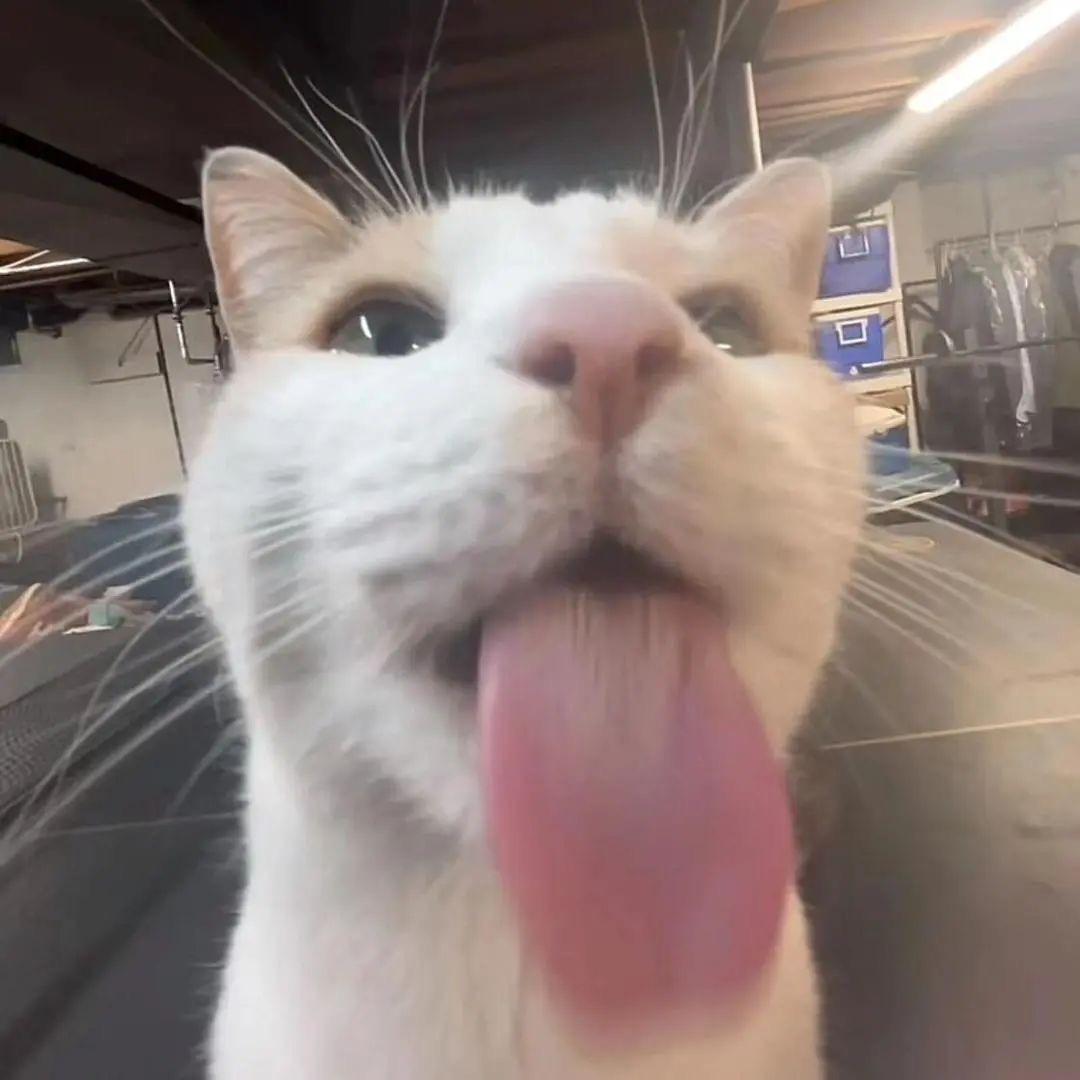 何78