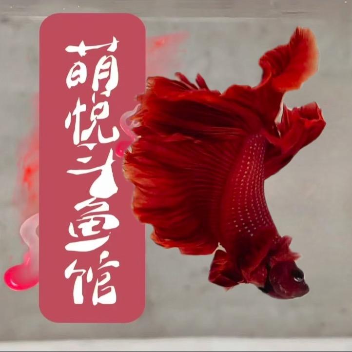 萌悦斗鱼