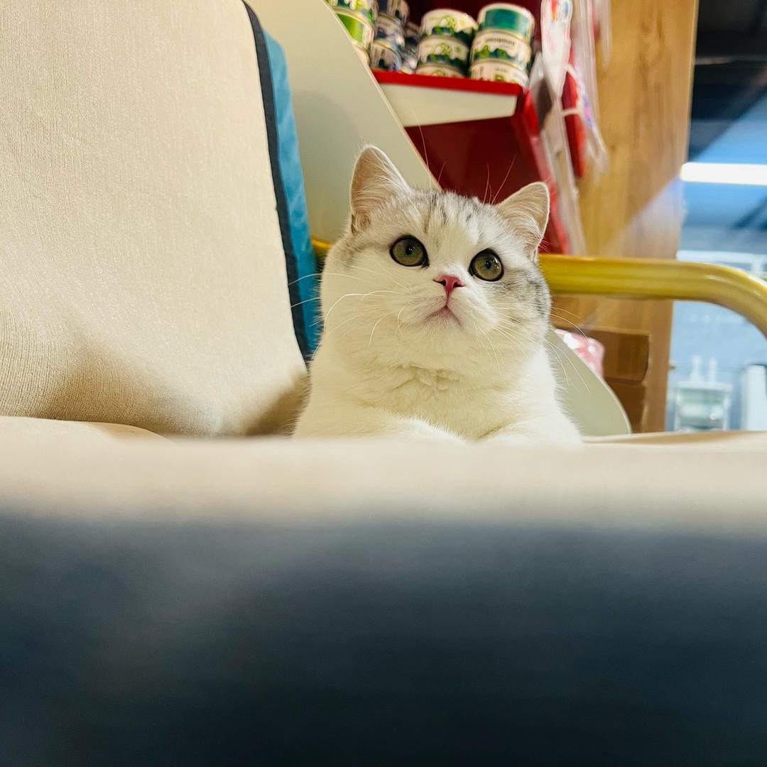 小梅猫屋小志☁️