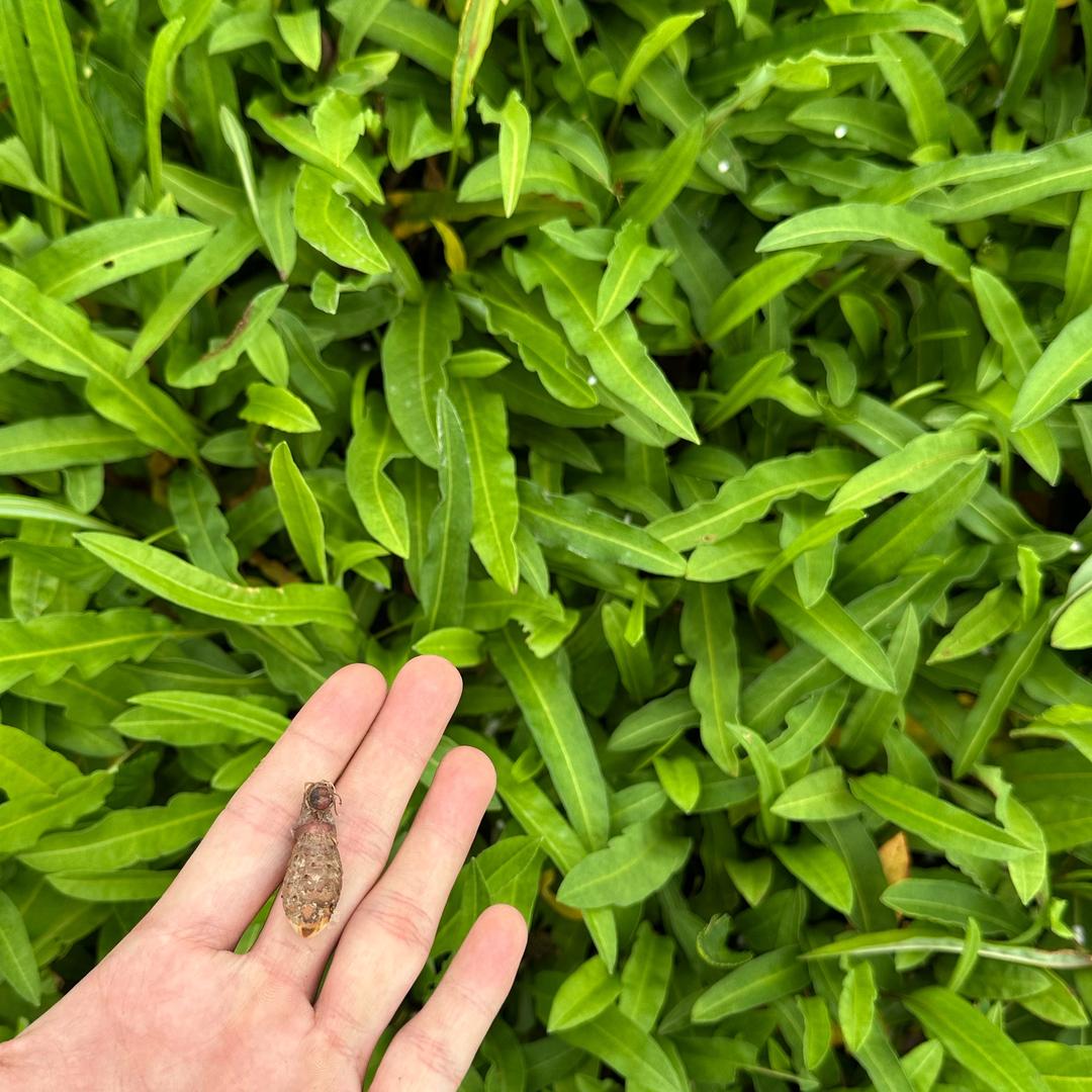 草血竭优质种苗