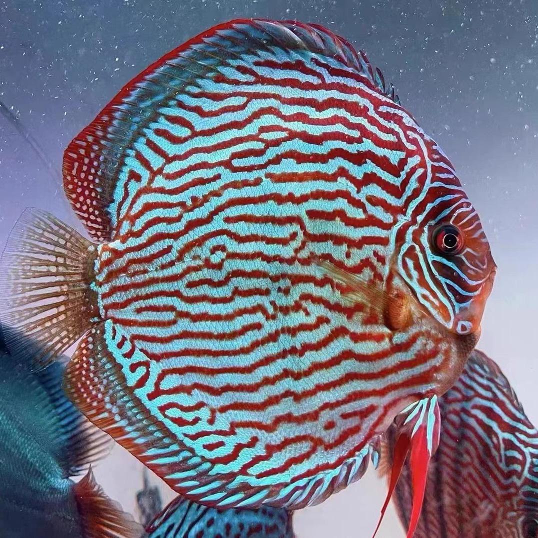 小鱼人-七彩神仙鱼