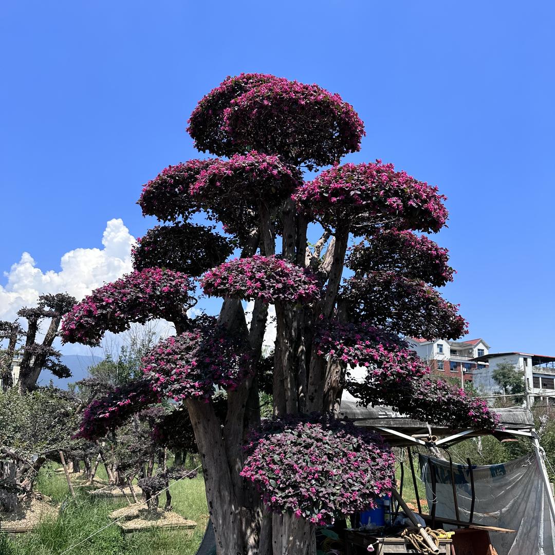 繁花境｜红花檵木盆景【朝阳园艺】