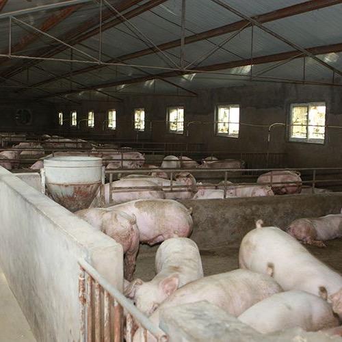 AAA土猪批发零售