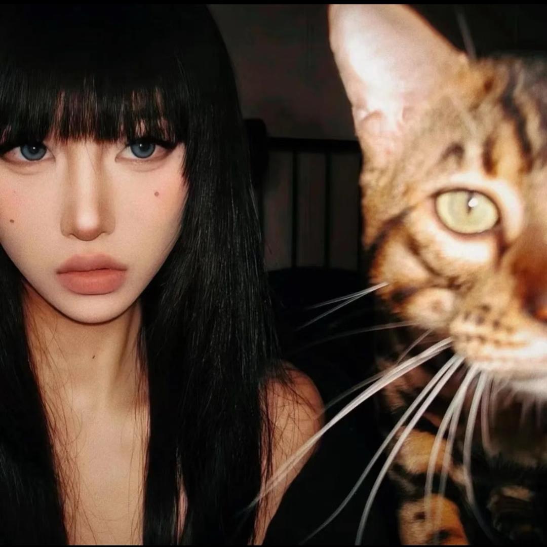 戴面具的猫