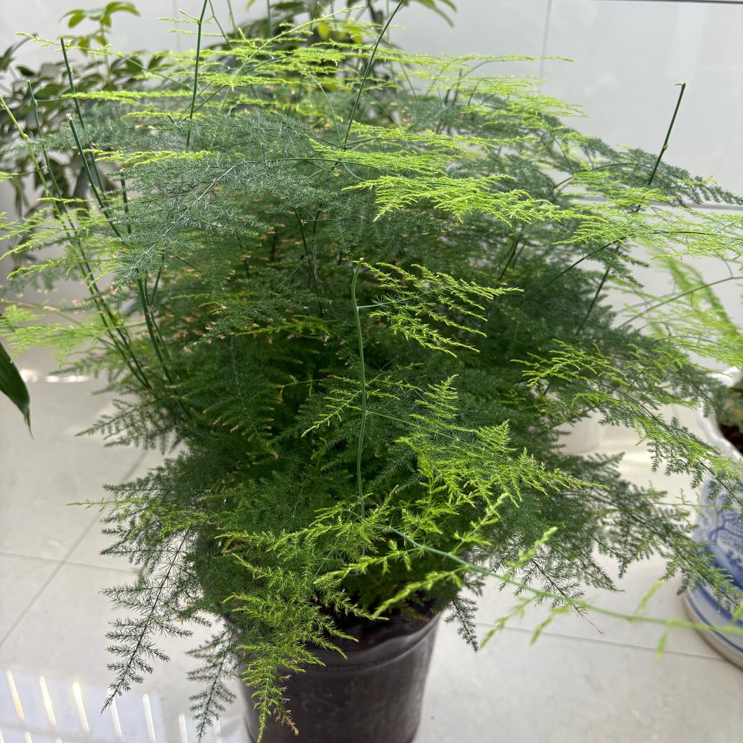 阿洁
