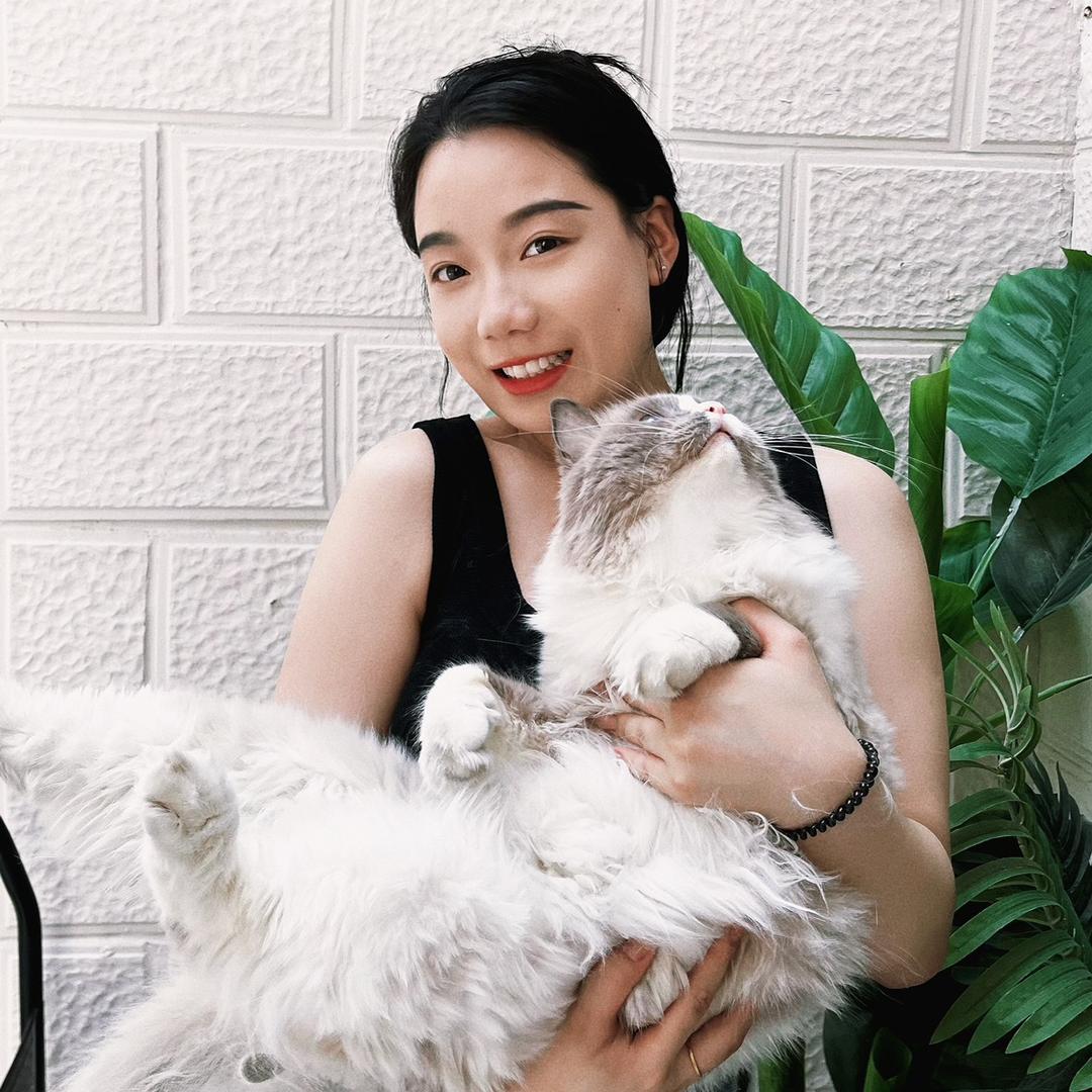达西养猫