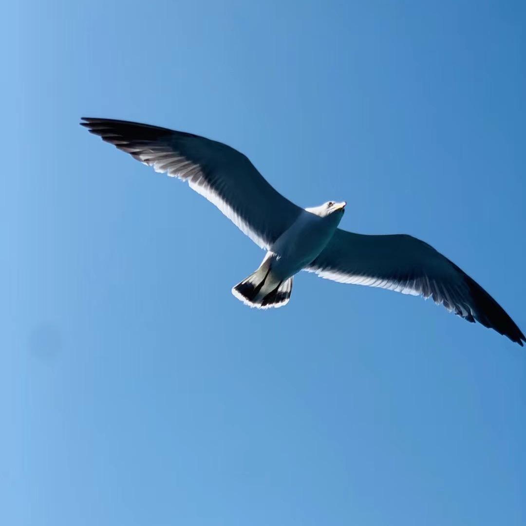 乘风破浪🇨🇳