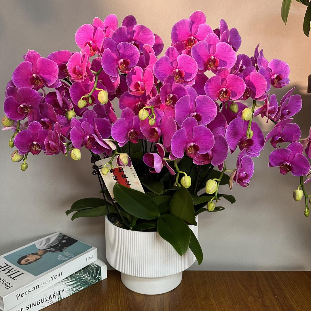 拾光花艺兰花基地