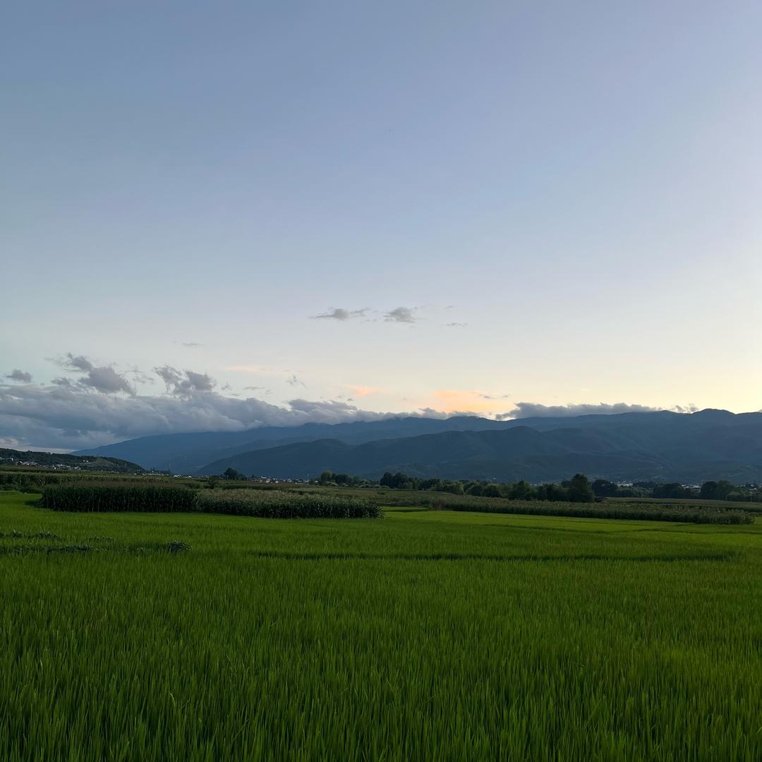 香香.