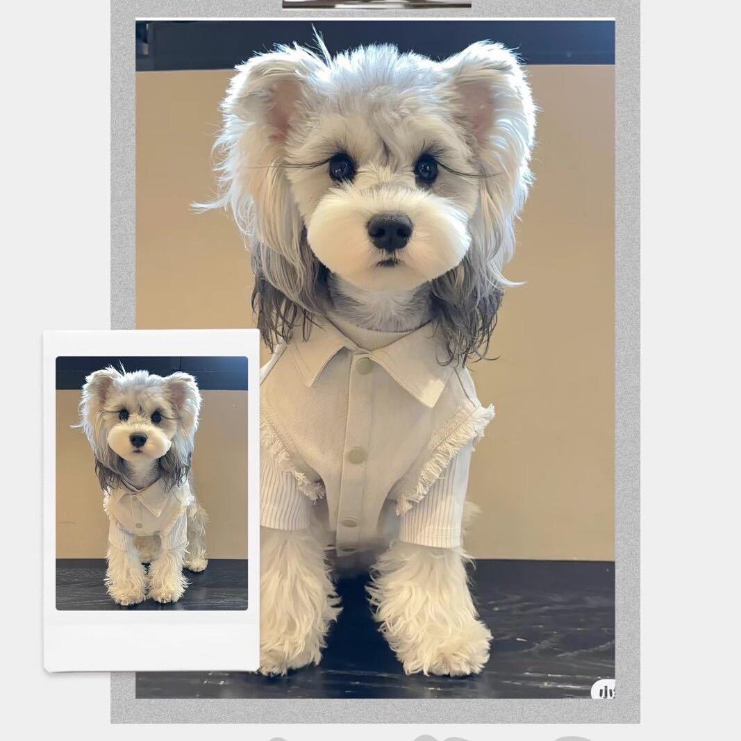 陪伴犬舍·雪纳瑞2