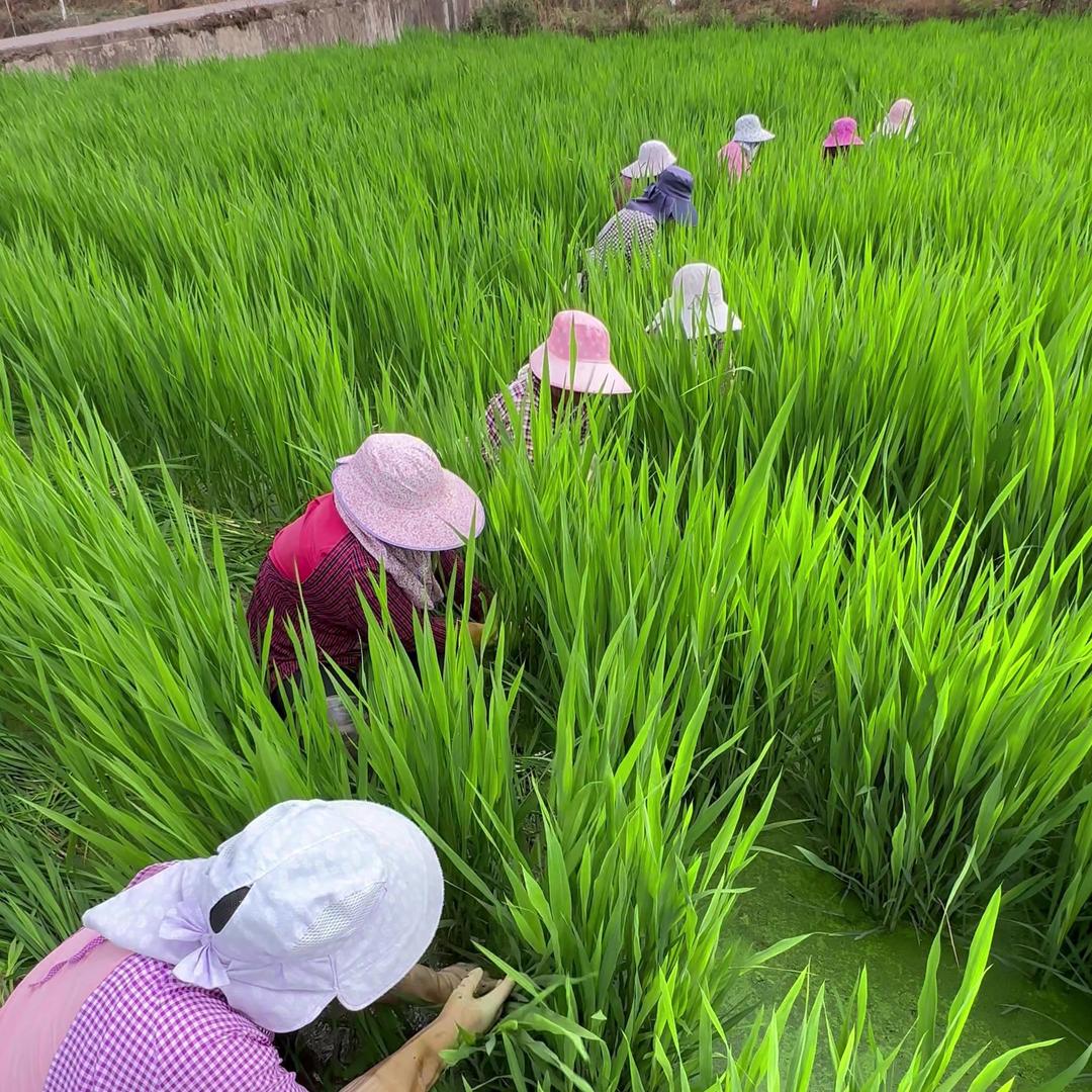 爱种植讲科学