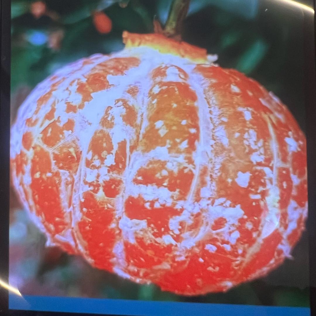 涌泉蜜桔核心区一号果园