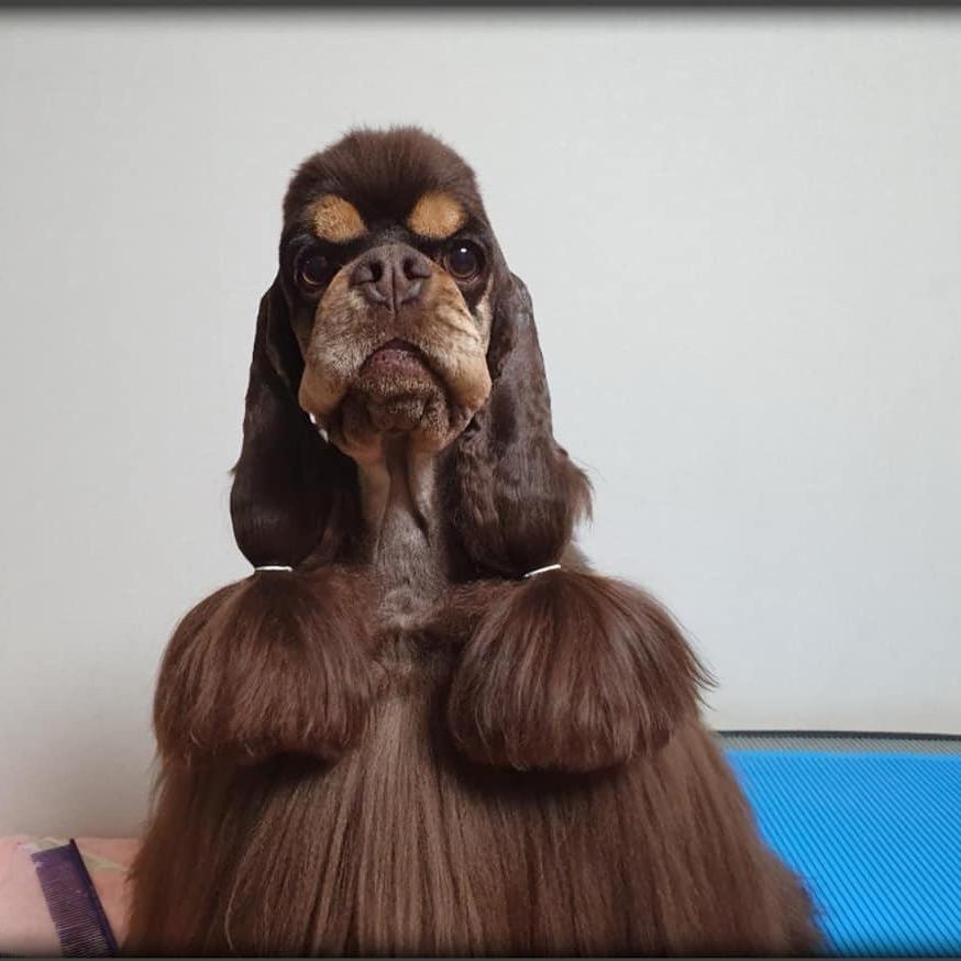 任天亮的美国可卡犬