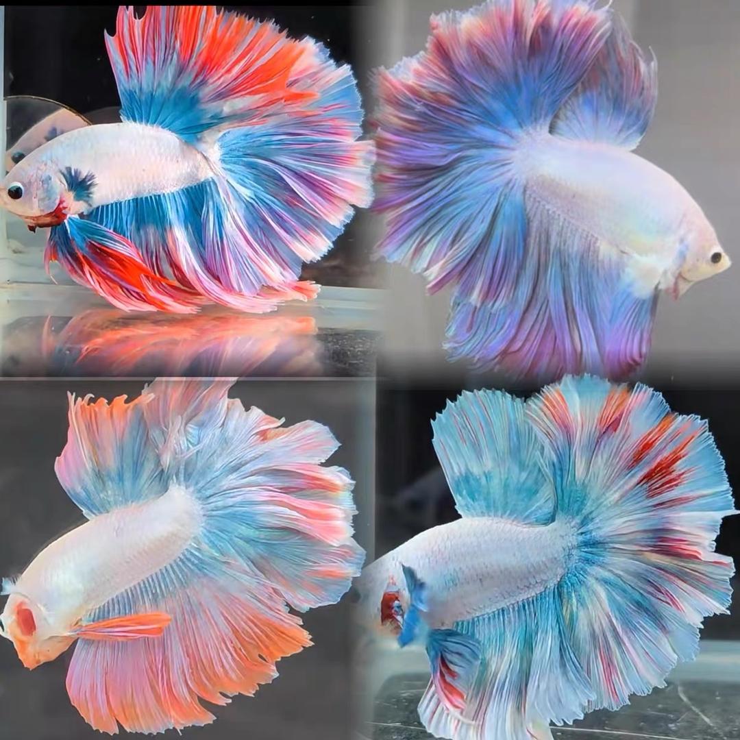 富年渔水族馆