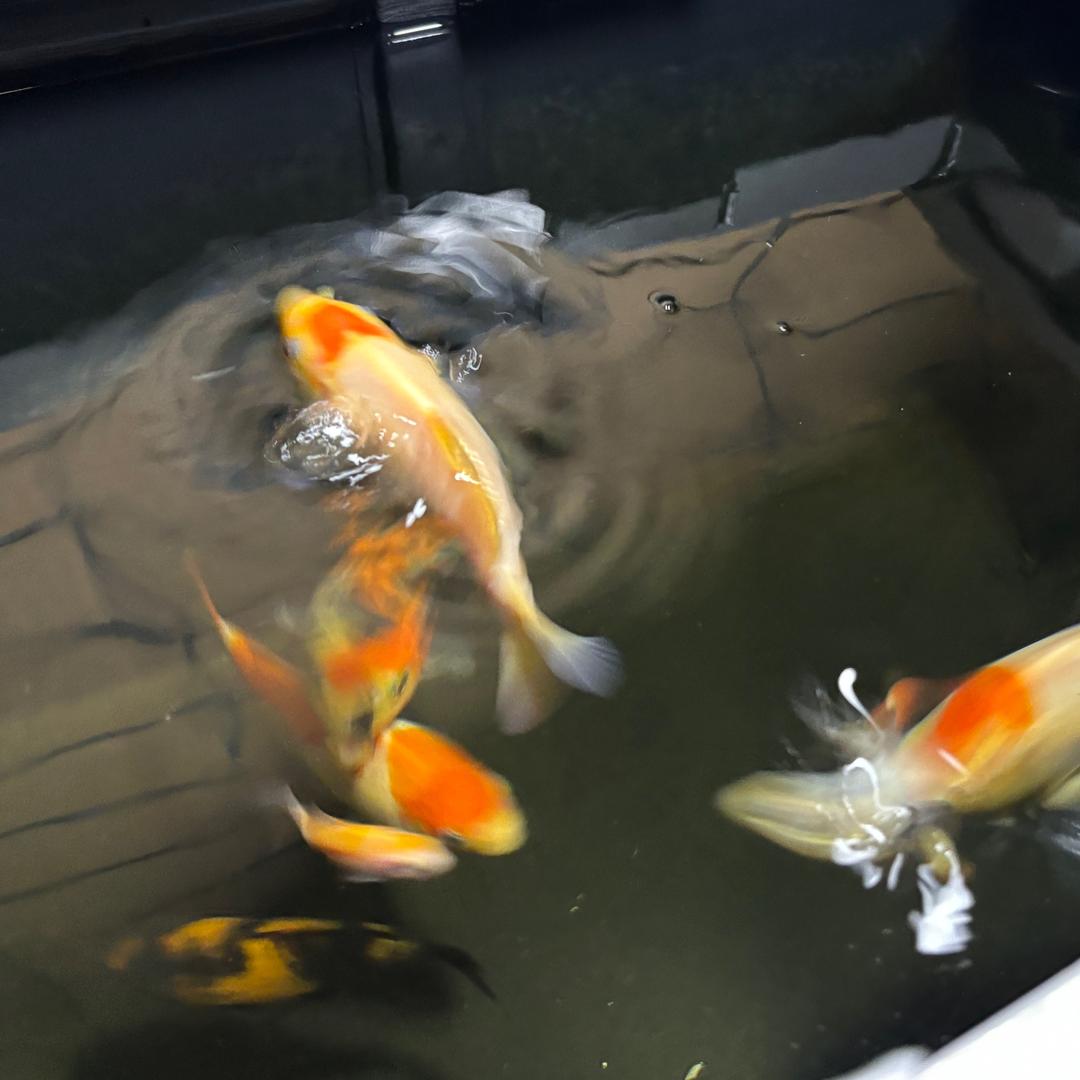 威叔养鲤（锦鲤从水花养起）