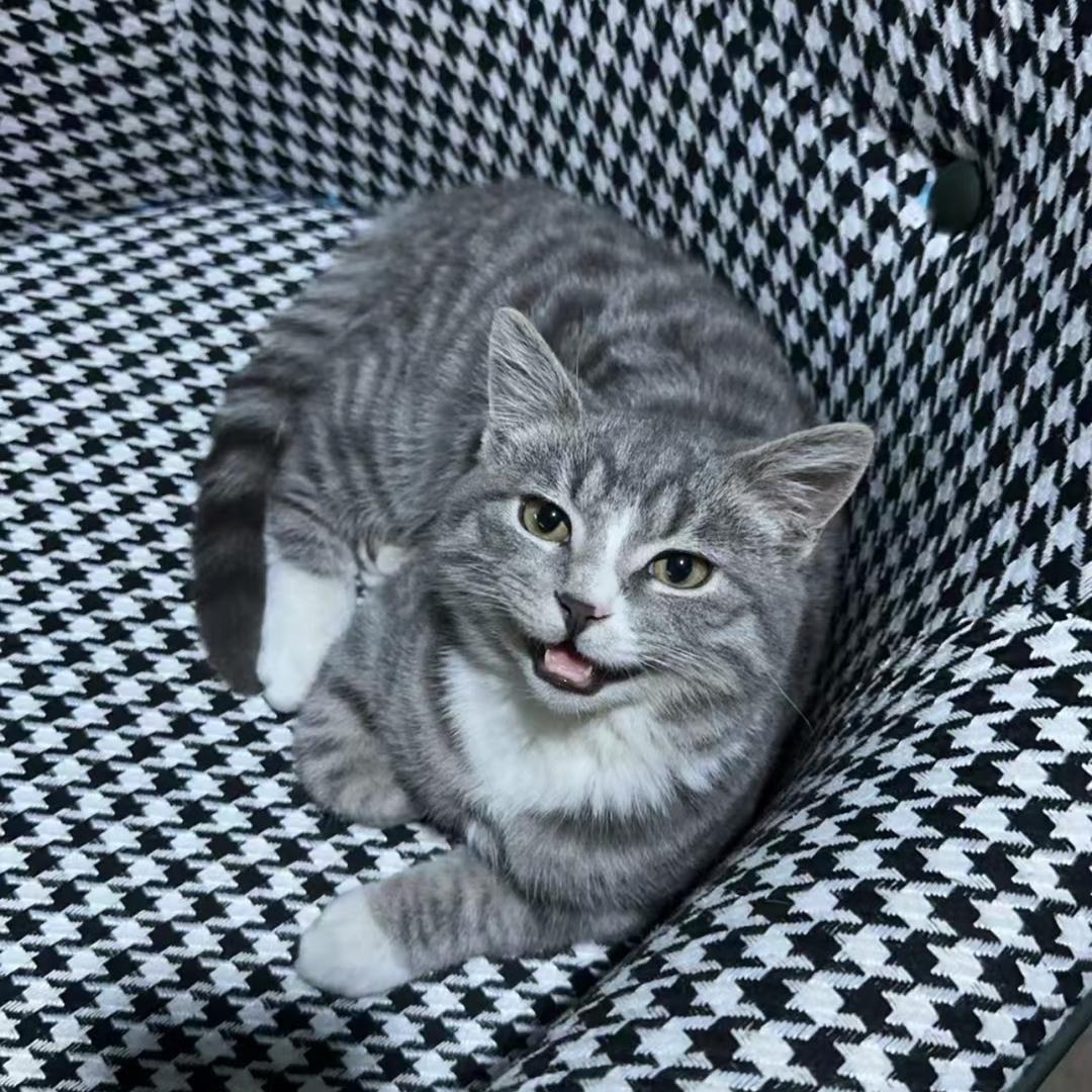 招财🐾和他的老婆孩儿