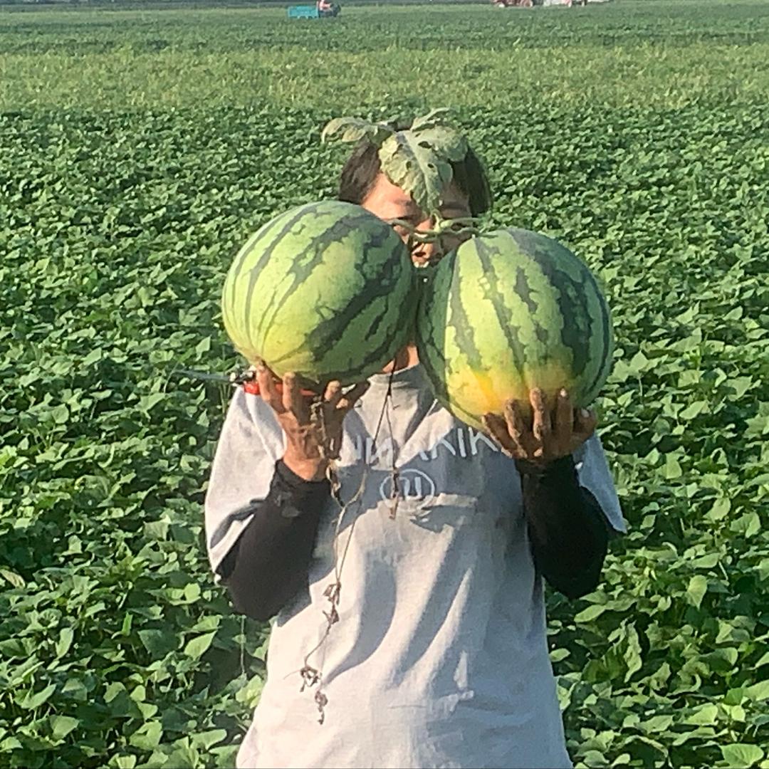 阿威家的农产品