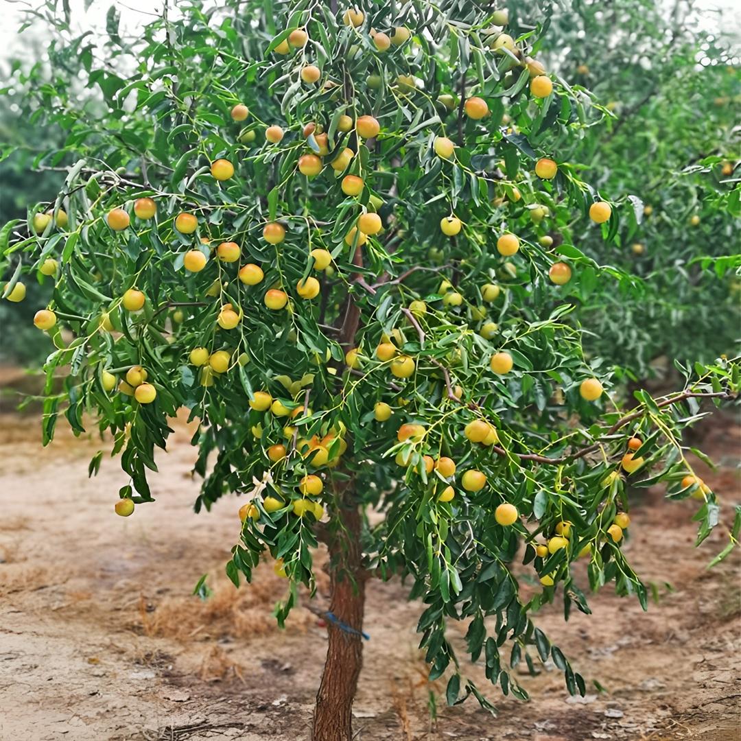 新芽圃果树苗木专营店