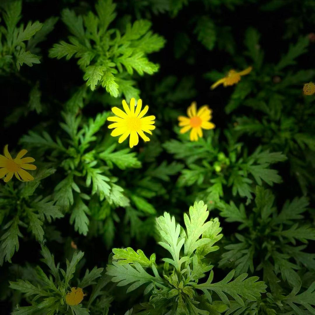 成都花园小别墅